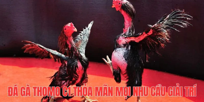 Điểm cộng của đá gà trực tiếp Thomo C1